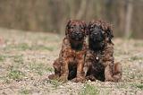 BRIARD 176